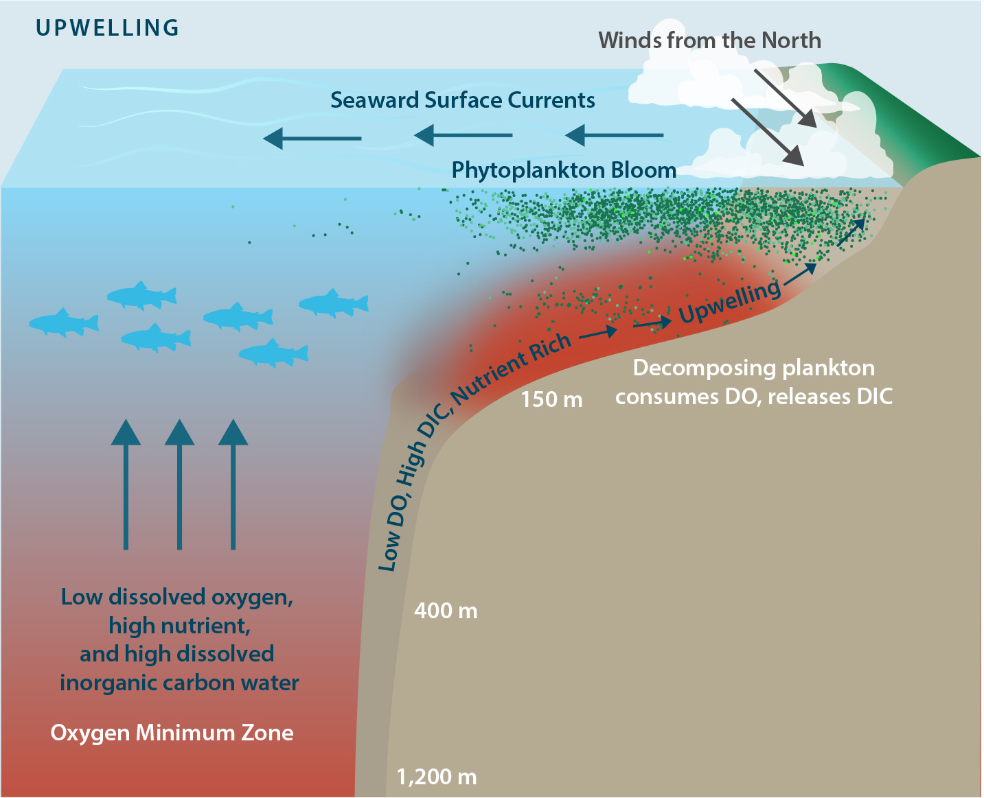 The Dynamics and Impact of Ocean Acidification and Hypoxia: Insights