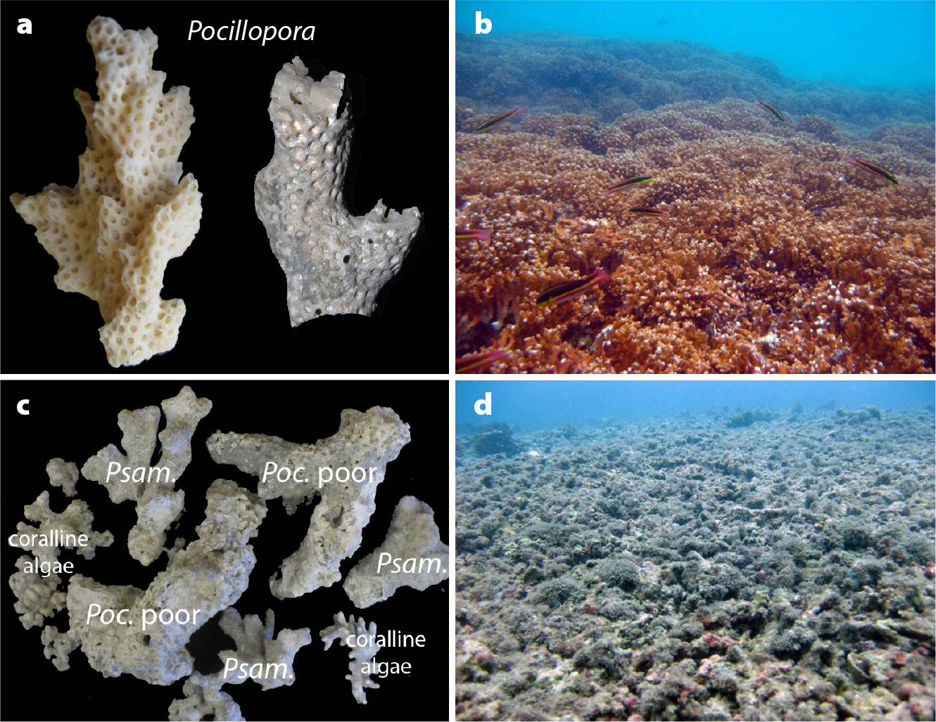 Coral reef, Description, Geochemistry, Origins, & Threats