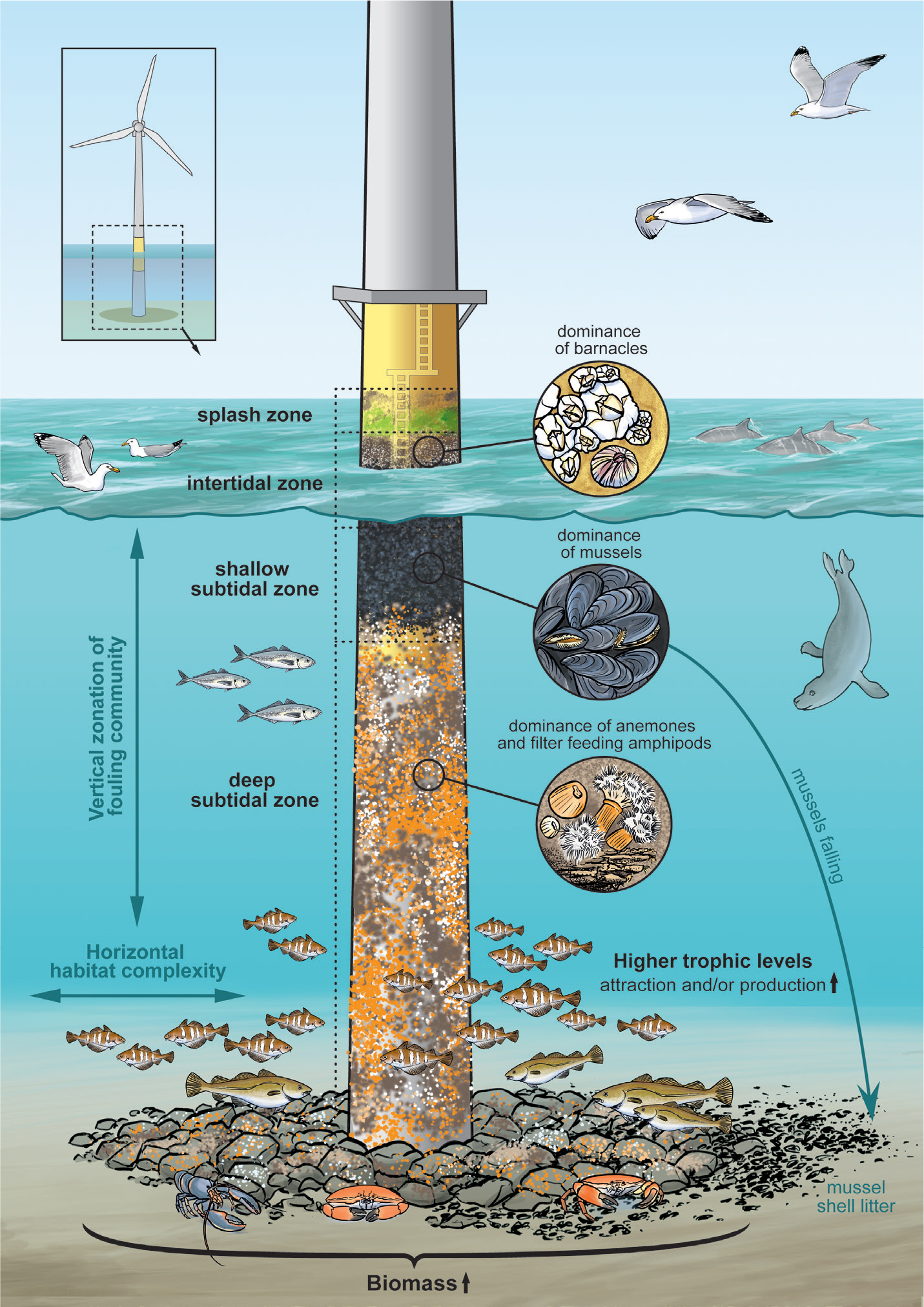 Offshore Wind Farm Artificial Reefs Affect Ecosystem Structure and  Functioning: A Synthesis