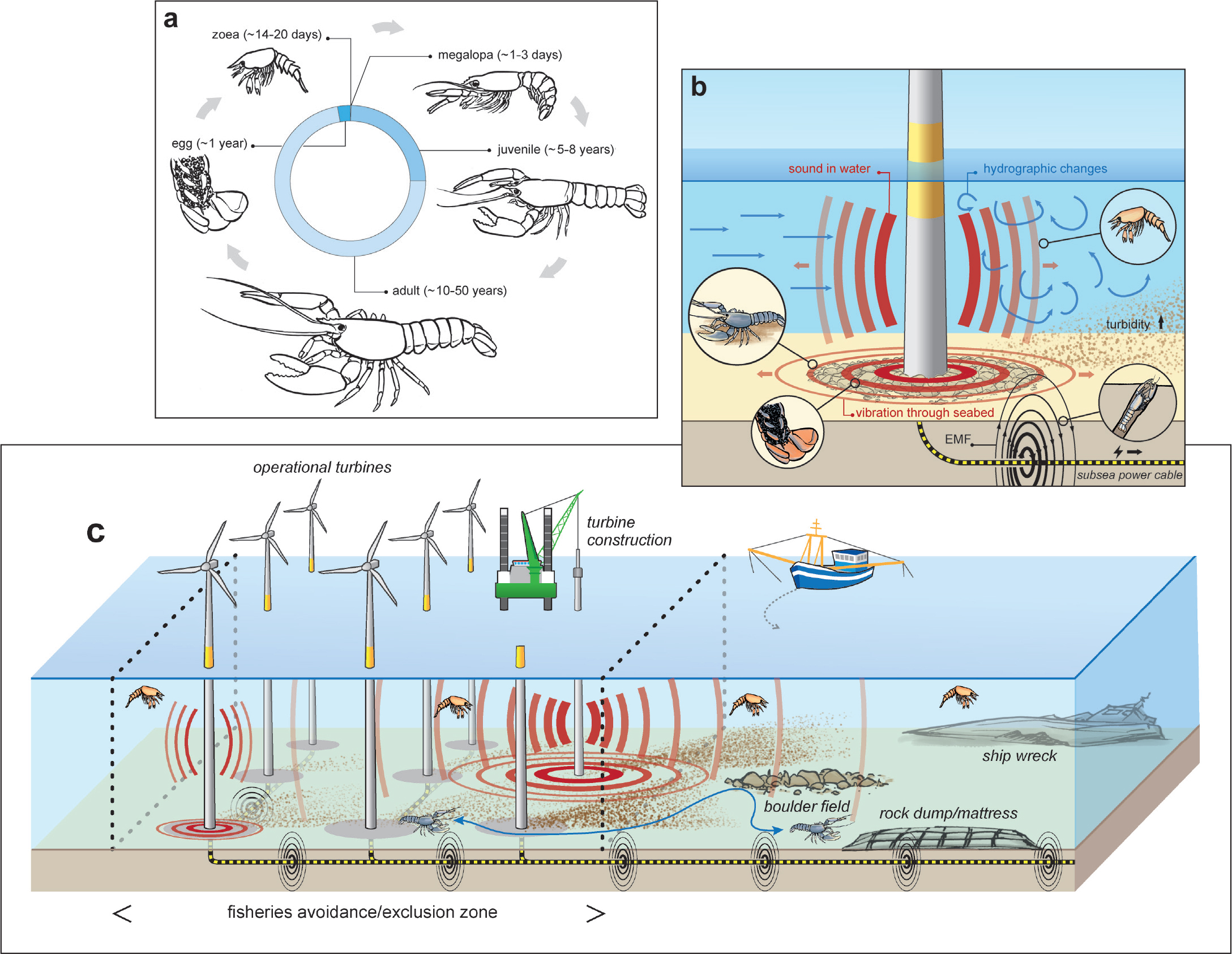 Forage Fish That Fuel the Ocean Food Web Need More Than Patchwork Policies