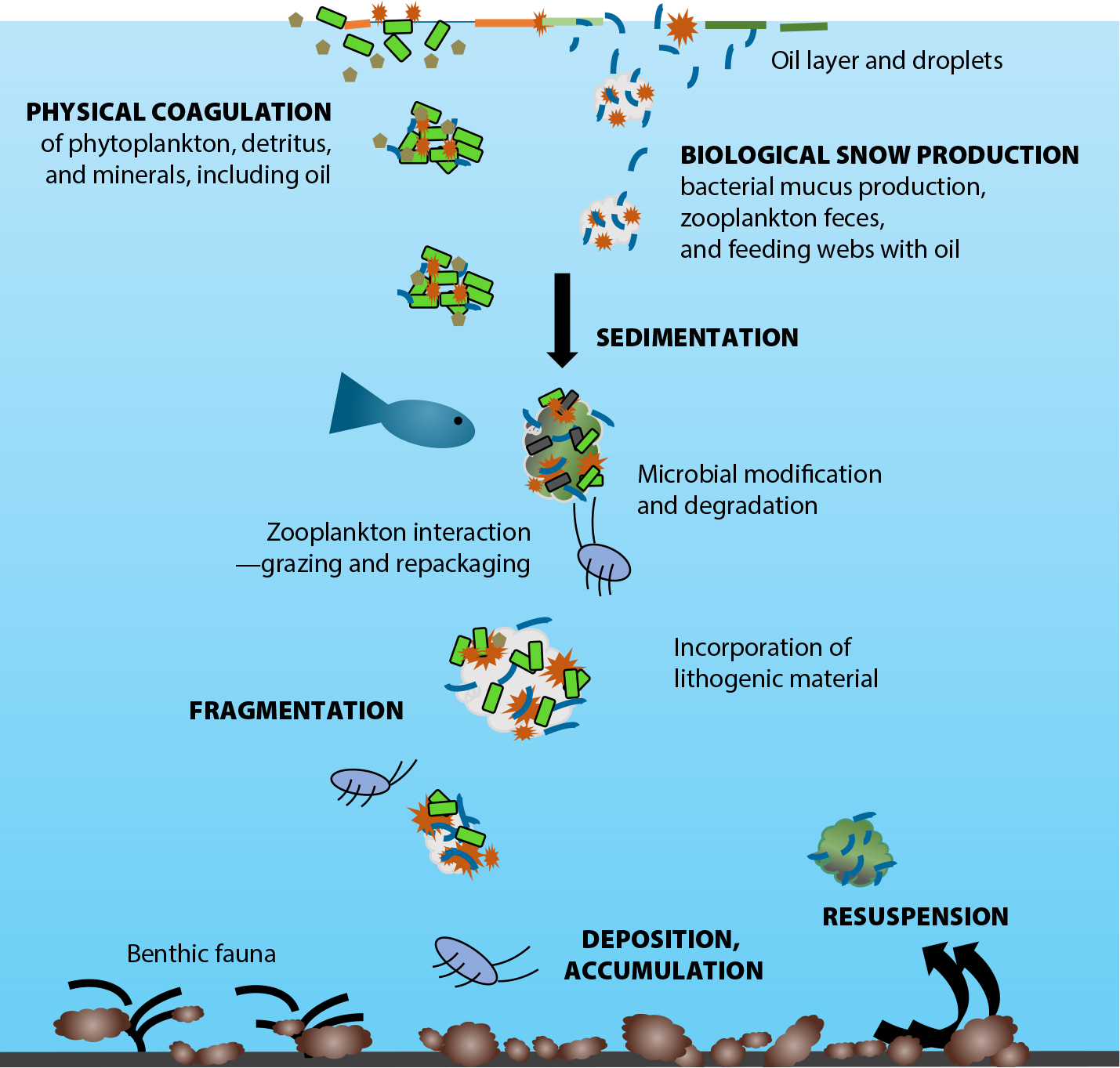 oil biodegradation