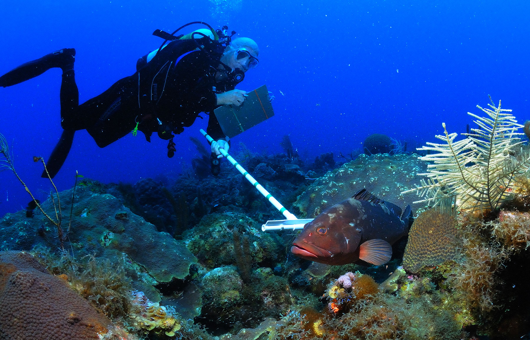 Bottom Composition ~ New Jersey Scuba Diving