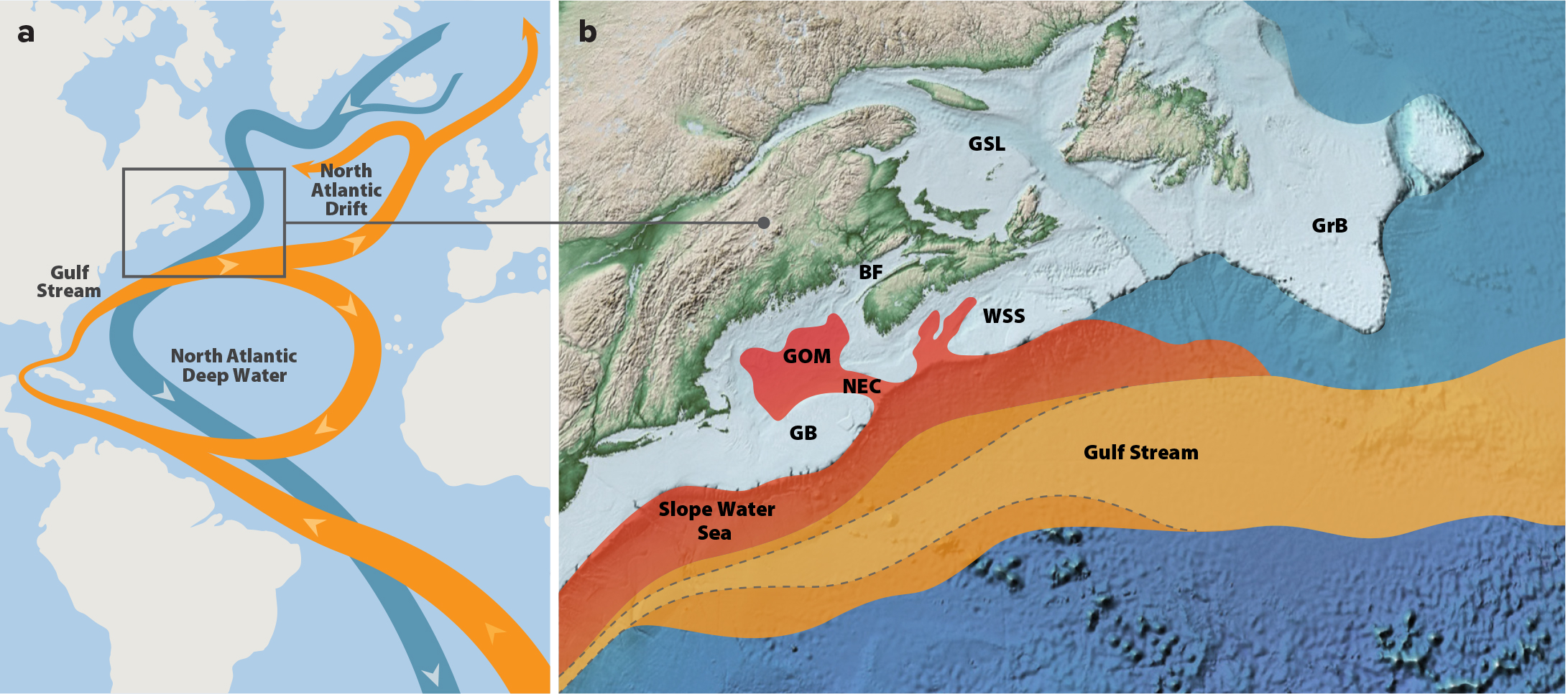 North Atlantic Oscillation drives the annual occurrence of an