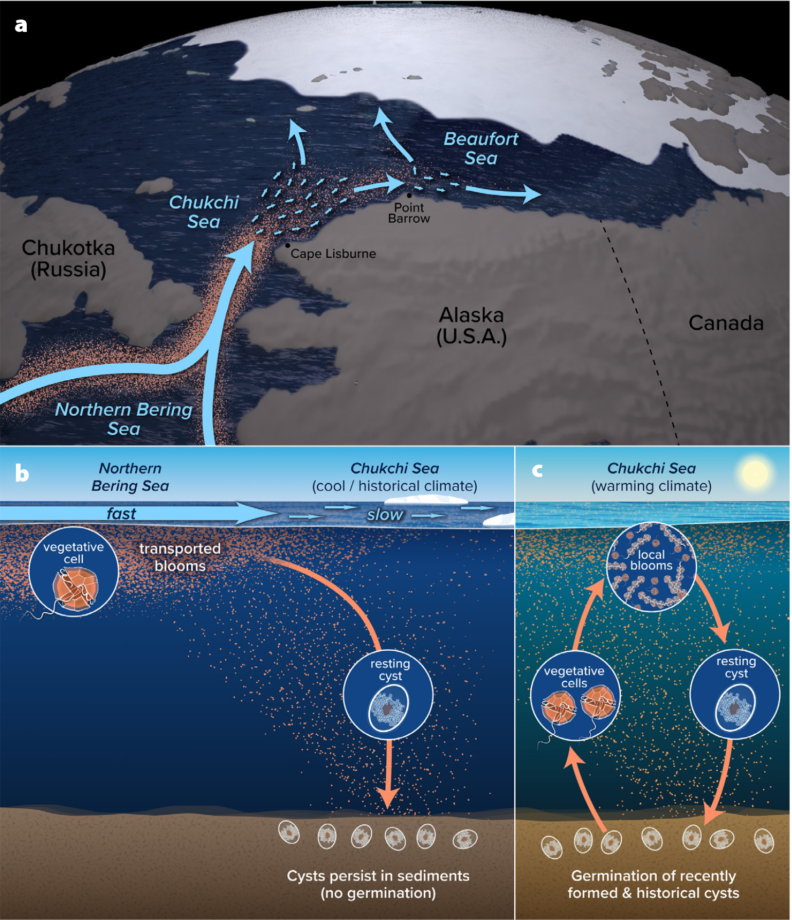 Harmful Algal Blooms in the Alaskan Arctic: An Emerging Threat as the Ocean  Warms | Oceanography