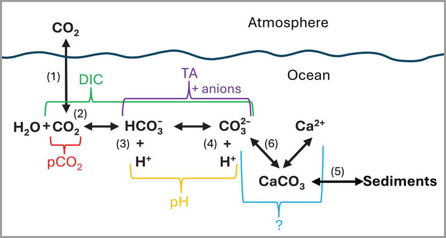 Perspectives on Marine Carbon Dioxide Removal